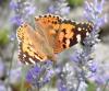 Vanessa cardui